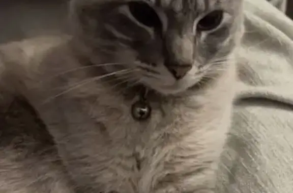 Perdido gato hembra, Calle Libertad, 25, Los Palacios y Villafranca - collar de leopardo con cascabel - photo