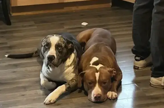 Lost male dog, Colrain Street Southwest, 136, Grand Rapids - photo