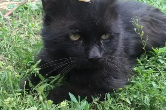 Зник кіт, провулок Василя Мушти, Кам’янка - чорний пухнастий метис - photo