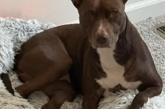 Lost female dog, Lynwood, Illinois - pit/vizsla mix - photo