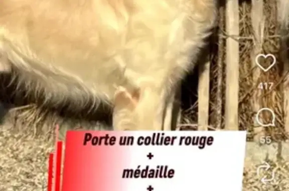 Perdu Chien, Chemin de la Mer, Pennedepie, Paris - couleur sable avec collier rouge - photo