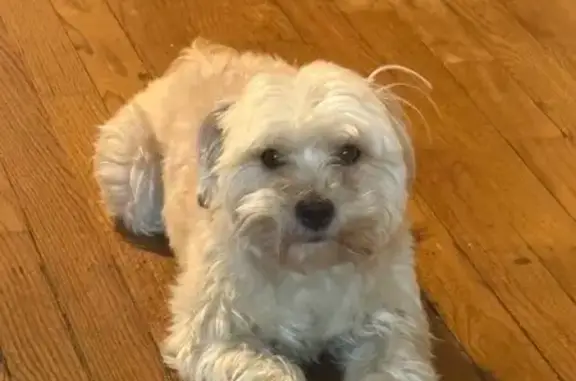 Lost male dog, West Madison Street, Chicago - white with brownish grey undertones - photo