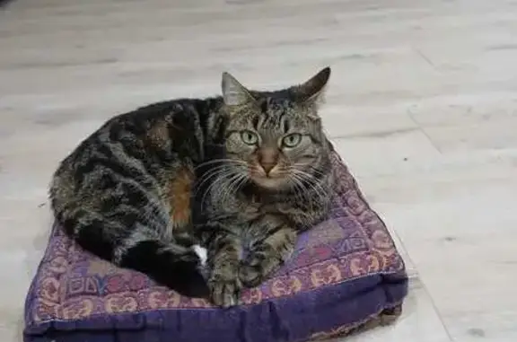 Animaux perdus Montauban, photo: Chat perdu, Chemin de La Margue, Montauban - femelle pucée