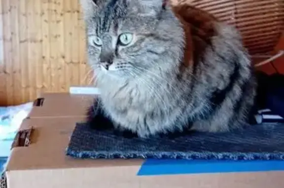 Chat perdu, Évian-les-Bains, photo: Perdu chat femelle, Chemin de Chez Duret, Neuvecelle - yeux verts