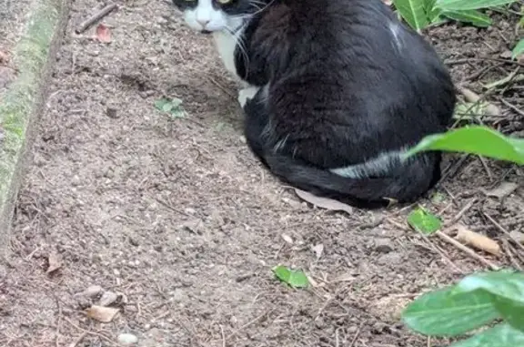 Animaux perdus Tassin-la-Demi-Lune, photo: Chat perdu, Avenue Maréchal Foch, Tassin-la-Demi-Lune - Zelda est craintive