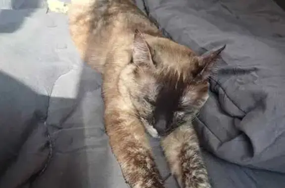 Perdido gato hembra, Carrer de Lleida, Salou - photo