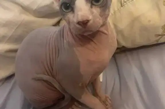 Кішки загублені, Мукачеве, фото: Зник кіт, набережна Незалежності, 7, Мукачево - лисий з темною спиною