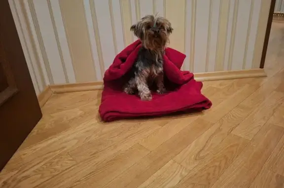 Знайдено собаку, Лоцманська ву...