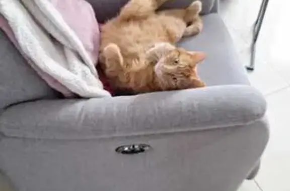 Perdu chat homme, Grande rue, Saint-Quentin-sur-Coole, Sarry - roux tigré - photo