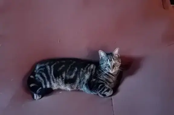 Animaux perdus Rillieux-la-Pape, photo: Chat perdu, Chemin de la Bucaille, 6, Authou - européen tigré de 4 ans