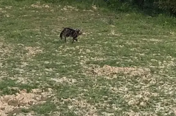 Animaux trouvés La Guerche-de-Bretagne, photo: Trouvé Chat, Route de la Blinière, Fontaine-Couverte, La Guerche-de-Bretagne - couleur gris noir