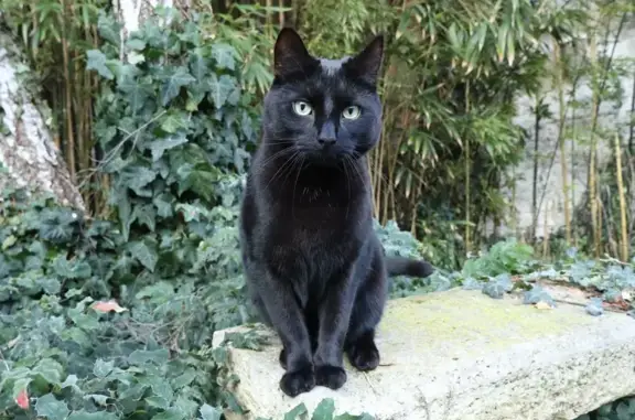 Animaux perdus Reims, photo: Perdu Chat homme, Rue du Barbâtre, Reims - silhouette fine