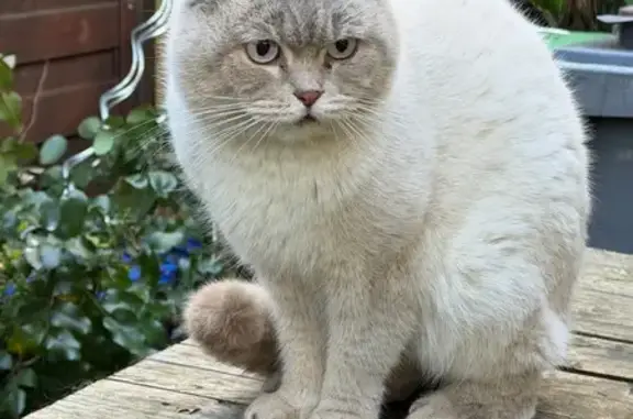 Animaux trouvés Draveil, photo: Trouvé Chat, Allée des Marronniers, Draveil - très gentil