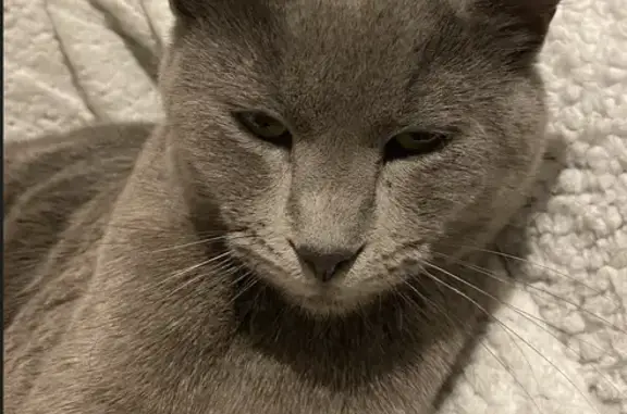Perdu chat, Rue Regley, Gagny - jeune chatte grise - photo