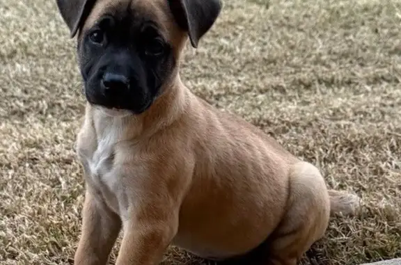 Lost female dog, Highland Terrace, 205, Norman - tan puppy with black face - photo