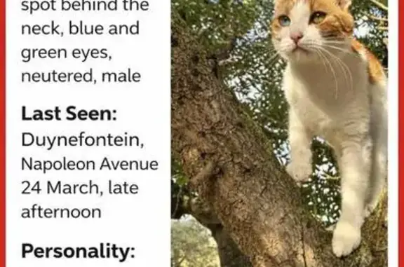 Lost male cat, Napoleon Avenue, 5, Cape Town - ginger and white, 3 years old - photo