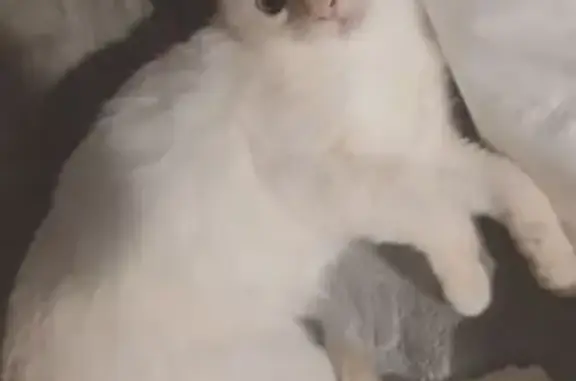 Animaux perdus Paris, photo: Perdu Chat, Rue Maurice Tronelle, 75, Le Havre - chatte stérilisée aux yeux bleu-vert