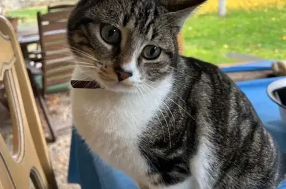 Perdido gato hembra, Camino de Valdetorres, 114C, Madrid - con microchip - photo