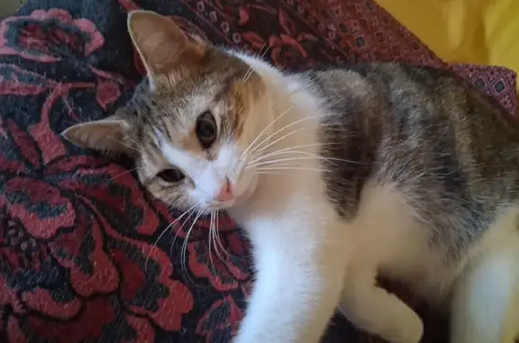 Animaux perdus Malissard, photo: Chat perdu, Rue du Guimand, Malissard - tigré et blanc