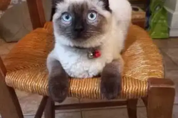 Chat perdu, Erquy, photo: Chat perdu, Erquy, Bretagne - croisé siamois aux yeux bleus