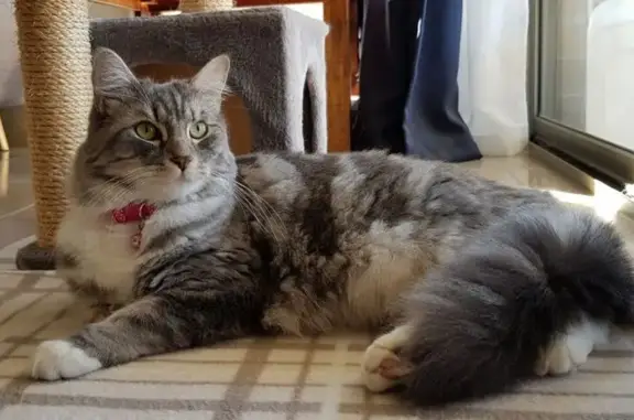 Missing cat Female, Redland (al495829) - photo