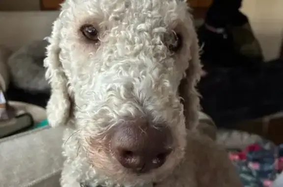 Lost Male Dog, Crafers West, Stirling - Bedlington Terrier, looks like a lamb - photo