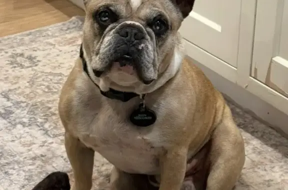 Lost Male Dog, Spyglass Court, Carlsbad - Big Friendly Guy - photo