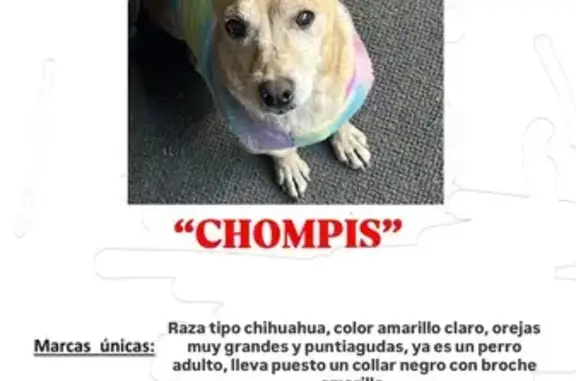 Perros perdidos, Santa Isabel, foto: Perdido perro masculino, Calzada Universidad, Mexicali - chihuahua con orejas grandes