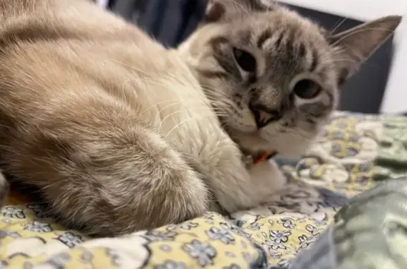 Perdido gato hembra, Rambla Juan Mateo García, 111, Torrevieja - photo