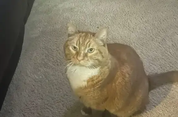 Lost cat, Black Diamond, Washington - orange tabby male - photo