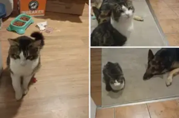 Lost male cat, Main Street Southeast, Albany - Black Brown White Grey - photo