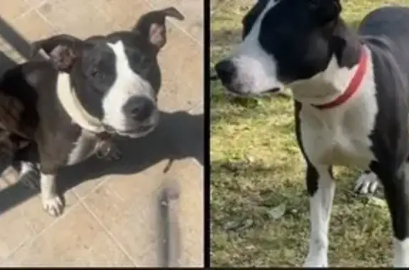 Chien perdu Paris, photo : Chien perdu, La Courneuve, Paris - femelle marron foncé et blanc