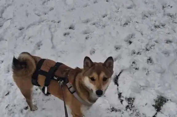 Missing dog Warren, photo: Missing dog Female, Warren (usl534422)