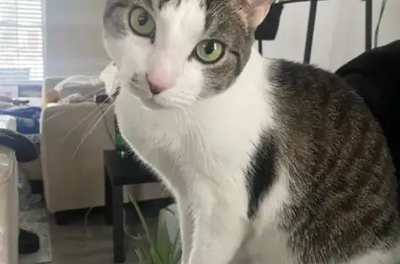 Lost female cat, Afterglow Drive, Louisville - no tail - photo