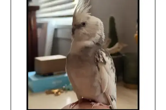 Lost male bird, Vine Hill Lane...