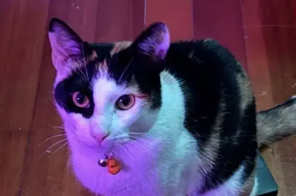 Lost female cat, Philbrick Lane, Kittery Point - calico, yellow eyes - photo