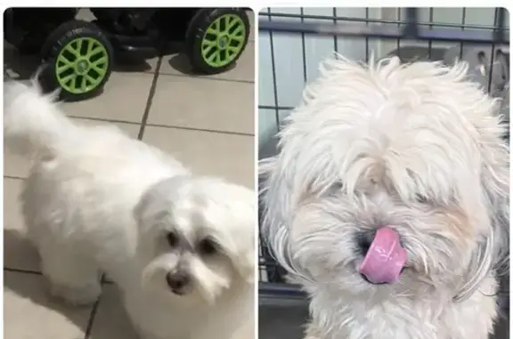 Lost male dog, Exchange Avenue, Memphis - white and brown large hair - photo