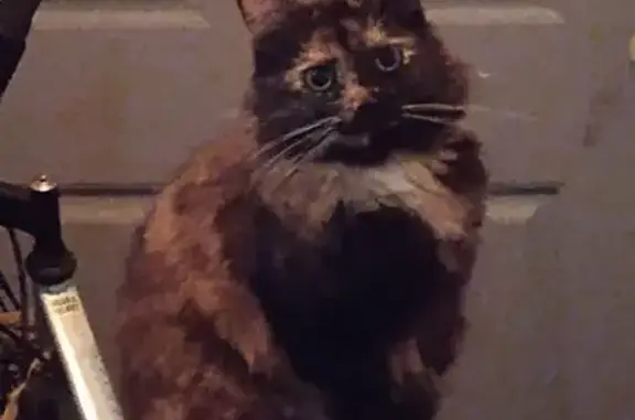 Lost female cat, Seaboard Street, Myrtle Beach - tortoiseshell with black mustache - photo