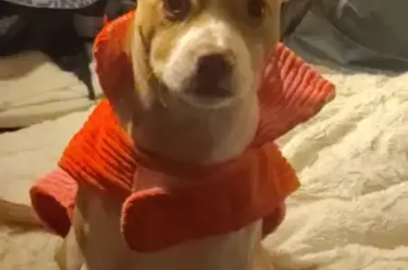 Missing dog Female, Salt Lake City (usl534429) - photo