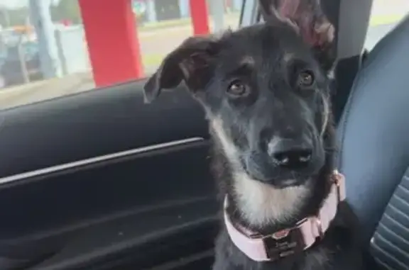 Lost female dog, Old State Hwy 22, Gleason - German shepherd, pink collar - photo