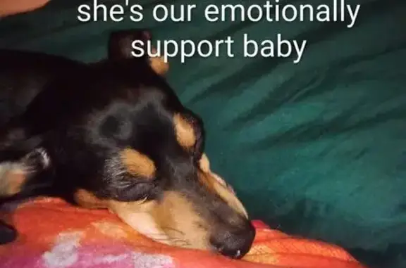 Lost female dog, Southeast 41st Street, Oklahoma City - photo