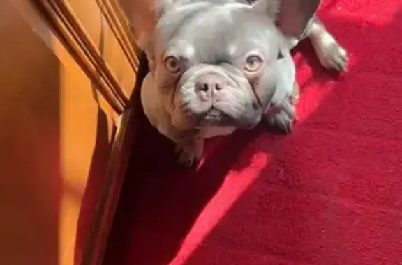 Lost male dog, West 20th Avenue, Gary - French bulldog with a small scar - photo