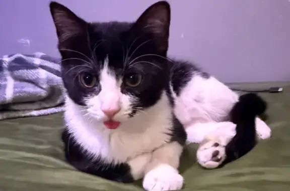 Lost male cat, West Thomas Street, Chicago - black and white with yellow eyes - photo