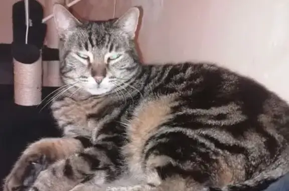 Animaux perdus Saint-Seurin-sur-l'Isle, photo: Chat perdu, Rue Jules Verne, Saint-Seurin-sur-l'Isle - Léo, craintif