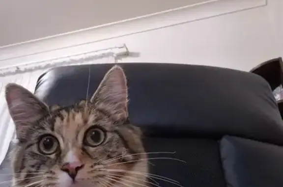 Lost pets Angle Vale, photo: Lost female cat, Main Terrace, Angle Vale - red collar, name Luna