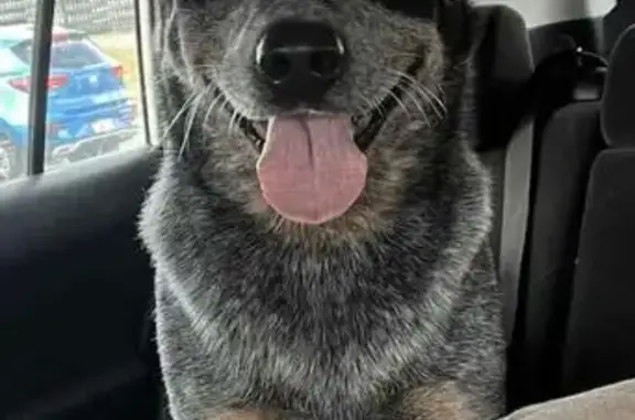 Lost pets Bassendean, photo: Lost male dog, Broun Avenue, 160, Bassendean - Blue Heeler, timid