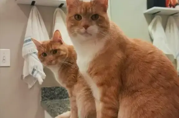 Lost male cat, Doral Court, 9403, Louisville - orange and white, neutered and microchipped - photo