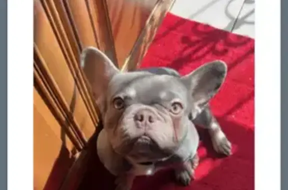 Lost dog, male, West 20th Avenue, Gary - photo