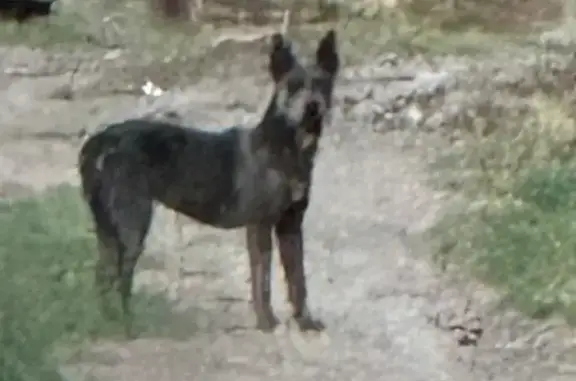 Found dog Lubbock, photo: Found dog, 28th Street, Lubbock - black with salt & pepper coloring