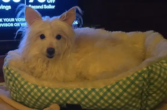 Found dog Liverpool, photo: Found male dog, Blackberry Road, Liverpool - no collar, no chip